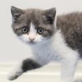 La Pratique Controversée du Clonage d’Animaux de Compagnie