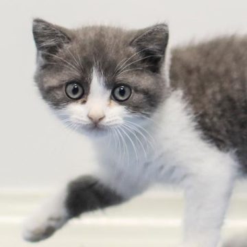 La Pratique Controversée du Clonage d&rsquo;Animaux de Compagnie