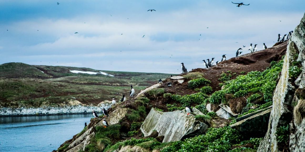 La vie sauvage sur l’île de Hornoya