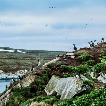 La vie sauvage sur l’île de Hornoya
