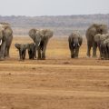 La tragédie des éléphants empoisonnés au Kenya