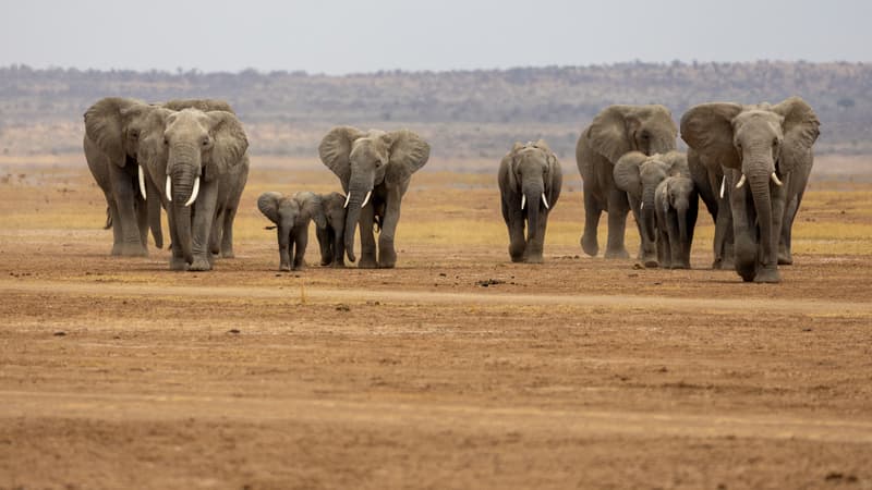 2b25aa76-16a5-4ac2-bc69-8a0ecdebae1a La tragédie des éléphants empoisonnés au Kenya