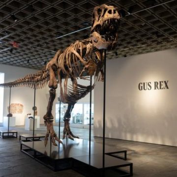 Gus, le T-Rex, devient le dinosaure le plus cher du monde
