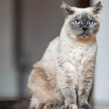 Une chatte britannique pourrait être la plus âgée du monde