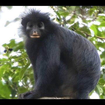 3ce9e80c-b47a-4840-8831-25dfd5276a82 Une nouvelle espèce de singe découverte en RDC : le likweli
