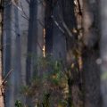 Arrestations pour incendies volontaires à Nanterre et Grenoble