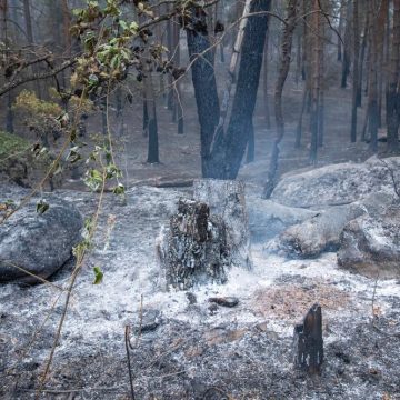 Incendies en France: Situation actuelle et impact de la canicule
