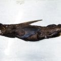 Découverte d’une nouvelle espèce de requin fantôme au Costa Rica