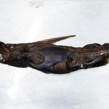 Découverte d’une nouvelle espèce de requin fantôme au Costa Rica