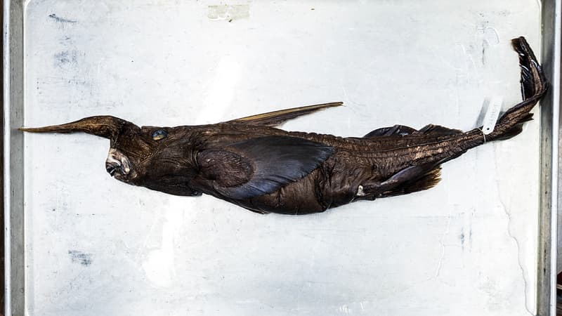 4ae3fe73-040f-40b5-8f6c-cfa6b584efe5 Découverte d’une nouvelle espèce de requin fantôme au Costa Rica