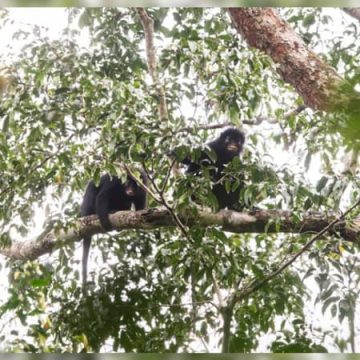 4d446baf-8d57-4b28-b7a4-272065675b17 Identification d’une nouvelle espèce de singe au Congo