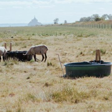 L&rsquo;impact des vagues de chaleur sur l&rsquo;agriculture française