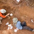 Découverte d’une nouvelle espèce de dinosaure au Zimbabwe