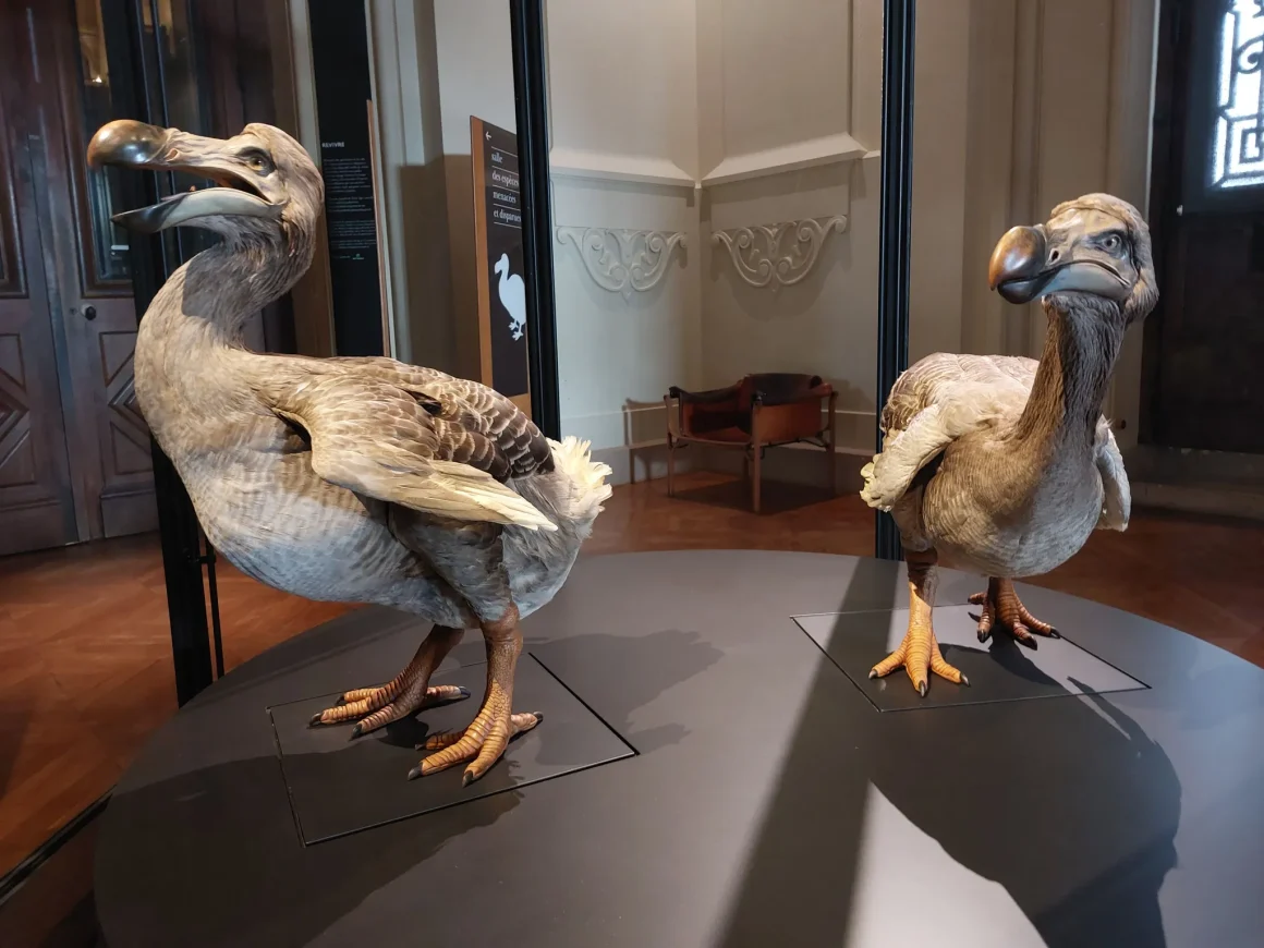 Le dodo : Un trésor du Muséum national d’histoire naturelle