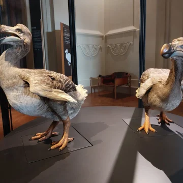 Le dodo : Un trésor du Muséum national d&rsquo;histoire naturelle