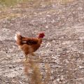 L’impact de la vague de chaleur sur les élevages français et les défis de la filière avicole