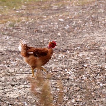 L’impact de la vague de chaleur sur les élevages français et les défis de la filière avicole