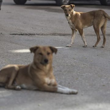 5bafe45b-3b75-4f43-b5ab-3c7995e6bf8e Controverse sur l’abattage des chiens errants en Martinique