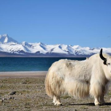 Clonage de yacks : un projet scientifique ambitieux sur les hauts plateaux du Tibet