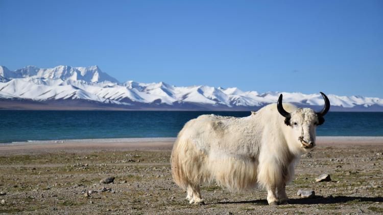 69729653-a3a2-4b16-8337-038d3d7afca2 Clonage de yacks : un projet scientifique ambitieux sur les hauts plateaux du Tibet