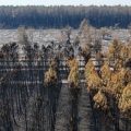 Face aux incendies en Gironde : un défi majeur