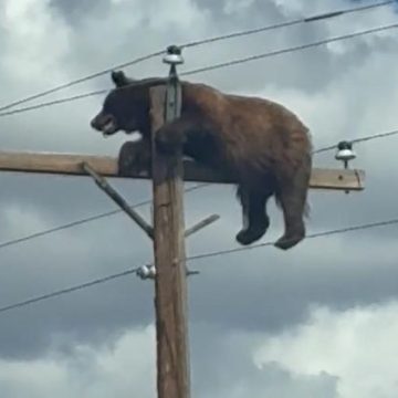 Un ours grimpe sur un poteau électrique au Nouveau-Mexique