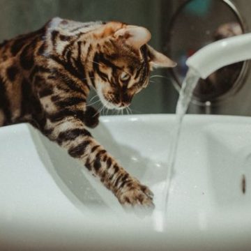 Conseils pour protéger les animaux de compagnie lors des épisodes de canicule