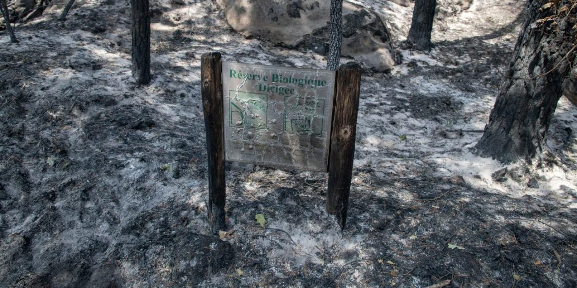 Incendies dans le massif de Fontainebleau : un écosystème en péril