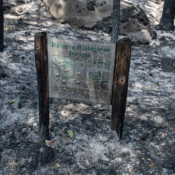 bcb93732-fff1-40eb-bd69-d92edbb325f1 Incendies dans le massif de Fontainebleau : un écosystème en péril
