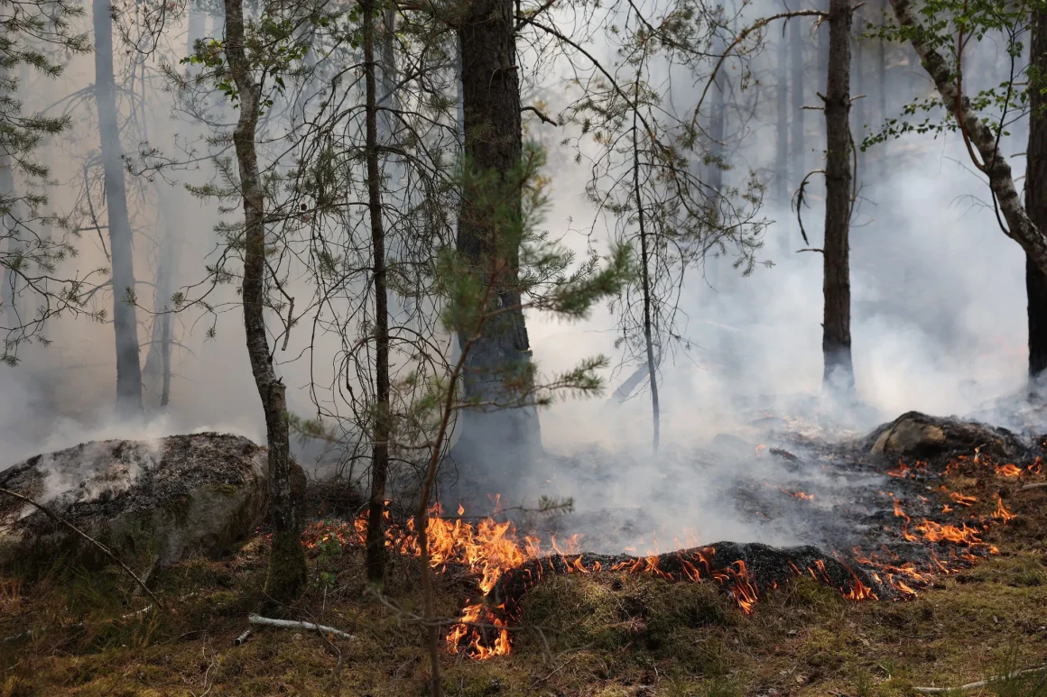 Les incendies menacent la biodiversité de la forêt de Fontainebleau