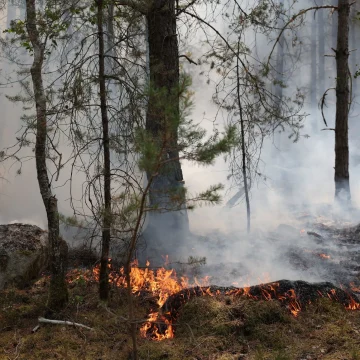 bf728821-c9f6-43de-ad0d-9dec7018eefa Les incendies menacent la biodiversité de la forêt de Fontainebleau