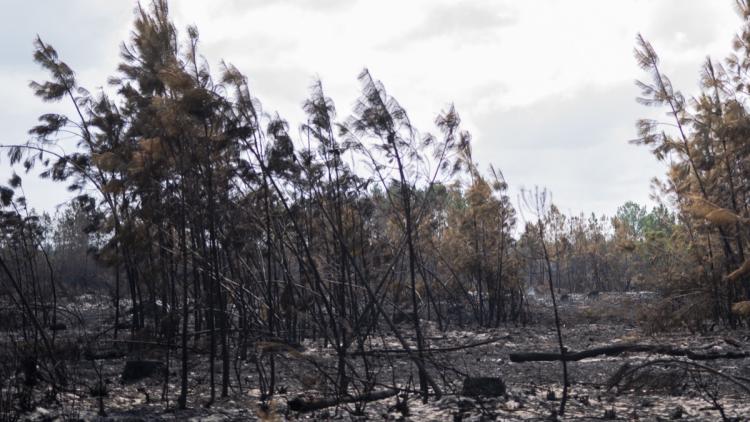 caf22c79-1869-463a-8b81-76ca821ad810 Incendies en Gironde: Défis de la Reforestation