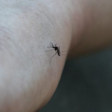 cd8e6e0b-bc0d-4b05-9628-ddd9e80e4c2c Les effets de la canicule sur la population de moustiques en France
