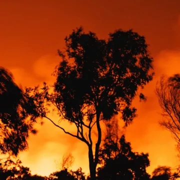 dc165b7c-1e82-4315-858b-359fcc4398e8 Un incendie dans le massif de Fontainebleau : détails et efforts de prévention