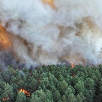 e223e01f-77c3-4292-ae2e-94290c53f07f Incendie en forêt de Fontainebleau : un défi colossal