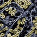 Propagation de la grippe aviaire en Australie