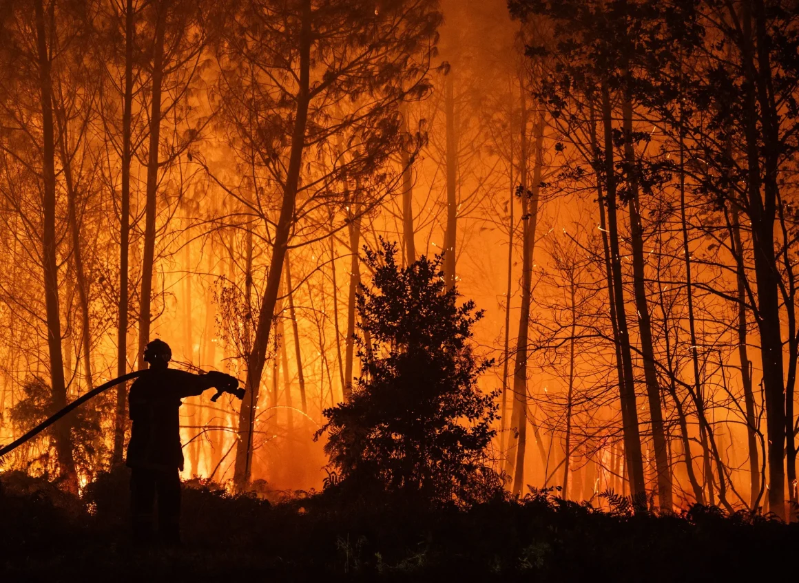 e5132e25-bf8c-4760-bbd7-a1d58d19776a Reconstruction durable des forêts après incendies