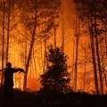 Reconstruction durable des forêts après incendies