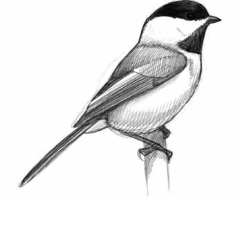 L’art de dessiner les oiseaux avec David Sibley