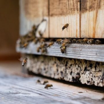e93f25b4-28f2-4d8c-a0cb-20e094edd7c2 La survie des abeilles menacée par la canicule et la sécheresse