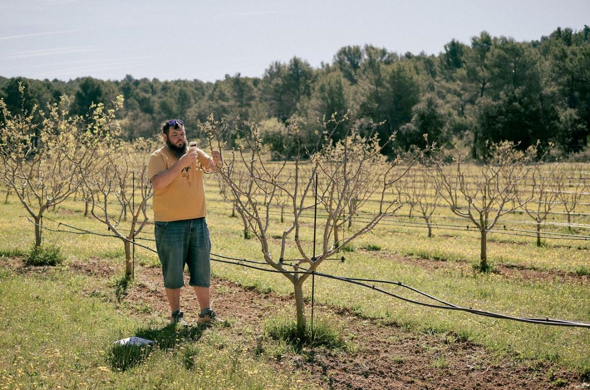 Le Retour de la Pistache en Provence : Une Alternative au Changement Climatique