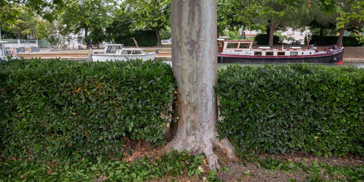 f3aebffb-7fc1-4fc1-8579-10c5ba1eaaa0 L’épidémie fongique qui menace les platanes du canal du Midi