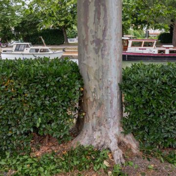 f3aebffb-7fc1-4fc1-8579-10c5ba1eaaa0 L’épidémie fongique qui menace les platanes du canal du Midi