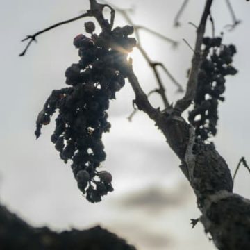 Un vignoble français sous pression climatique en 2026