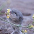 Les Similarités Olfactives Entre Humains et Souris