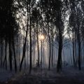 Engie investit 25 millions d’euros dans la reforestation après les incendies