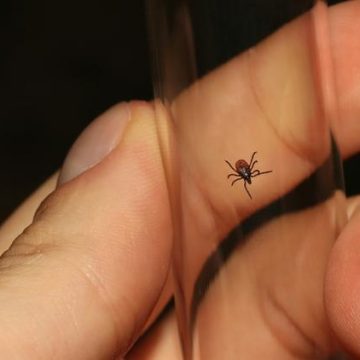 Le Virus Powassan : Une Menace Inquiétante sans Traitement