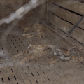 Enquête sur un élevage porcin après la découverte de cadavres
