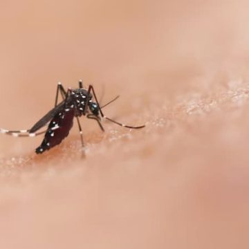 Propagation du Moustique Tigre en France : Situation et Conséquences