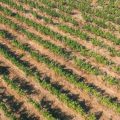 La Gironde : Impact des Incendies sur le Vin